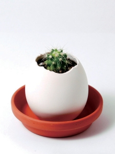 que tal um cactus na casca do ovo?!